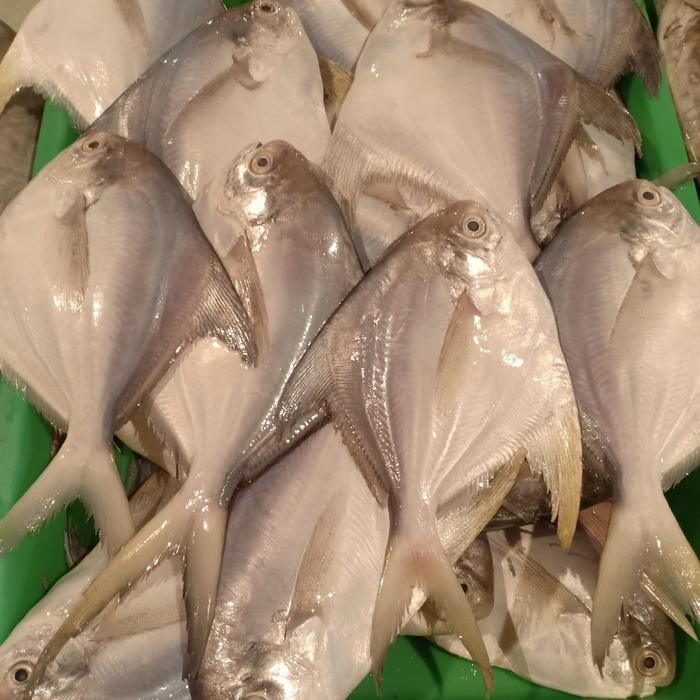 

PastiFreShNya- Bawal putih besar segar