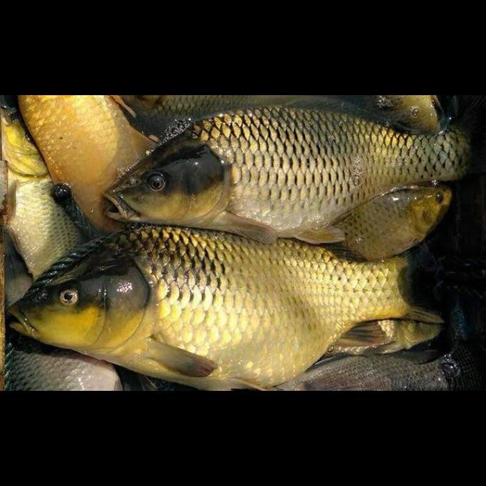 

PastiFreShNya- Ikan mas hidup segar fresh 1kg 1 kg