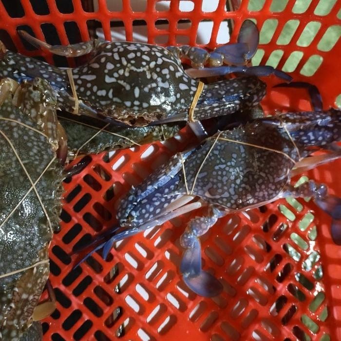 

PastiFreShNya- kepiting rajungan hidup besar