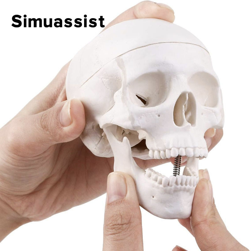 

Mini Skull Model Human Anatomical Head Medical Model Detachable Art Sketch Props Medical Student