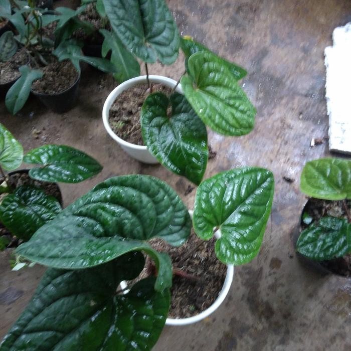 Terlaris tanaman hias anthurium x luxurian atau sirih h Papua