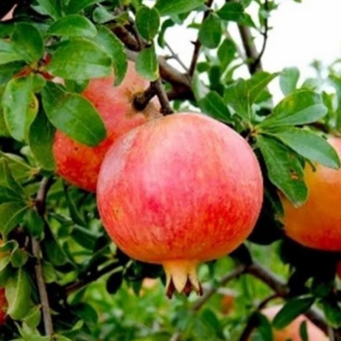 Terlaris Pohon buah delima tinggi 2meter