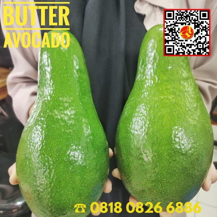

buah alpukat papua raja kuning mentega avocado butter lokal