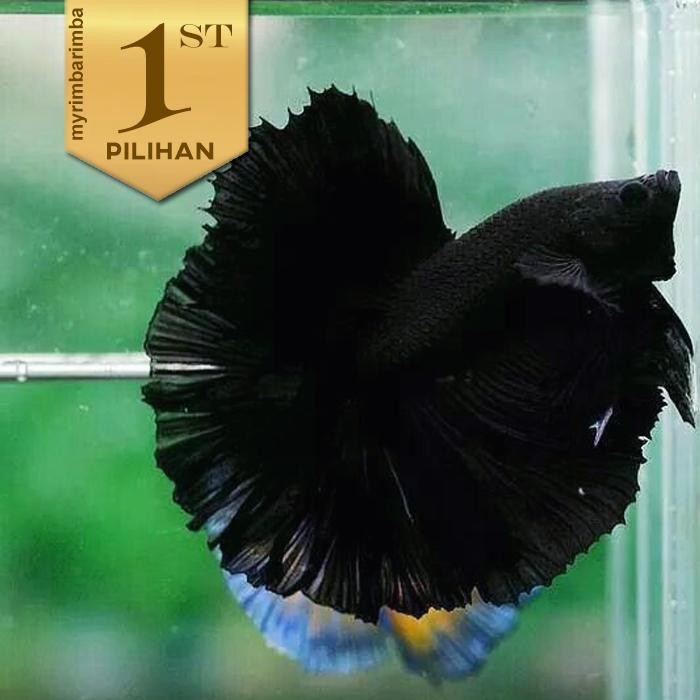 Pawfect Grooming Ikan Cupang Halfmoon Super Black Hiasan Aquarium Tanaman Aquascape