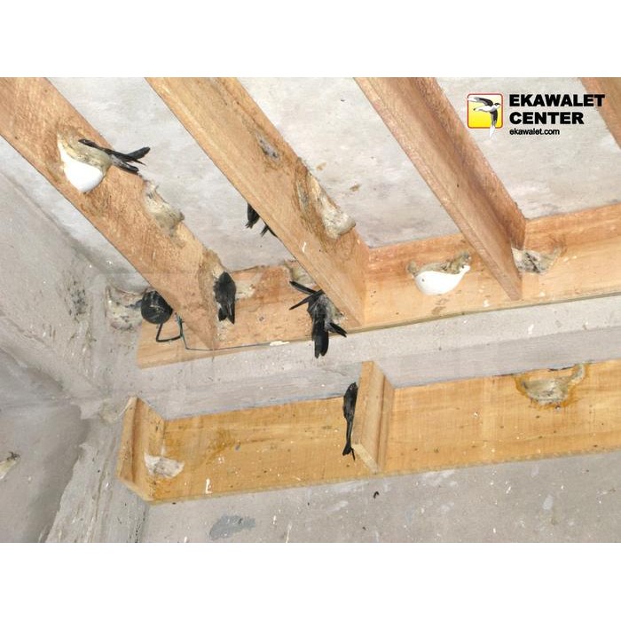 Top Papan Sirip Walet Swo2 2Meter -