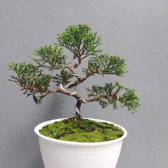 PREMIUM tanaman Bonsai Cemara puapua mame +pot plastik putih