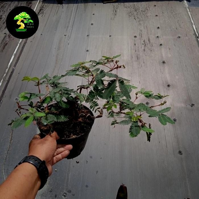 PREMIUM bonsai putri malu tinggal pajang