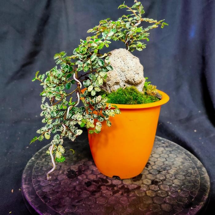 PREMIUM Bonsai Mame Ulmus Variegata Micro Semi Cascade Siap Pajang