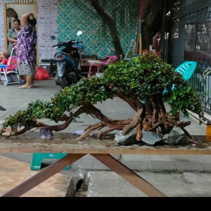 PREMIUM bonsai aquascape jumbo miring plus buce