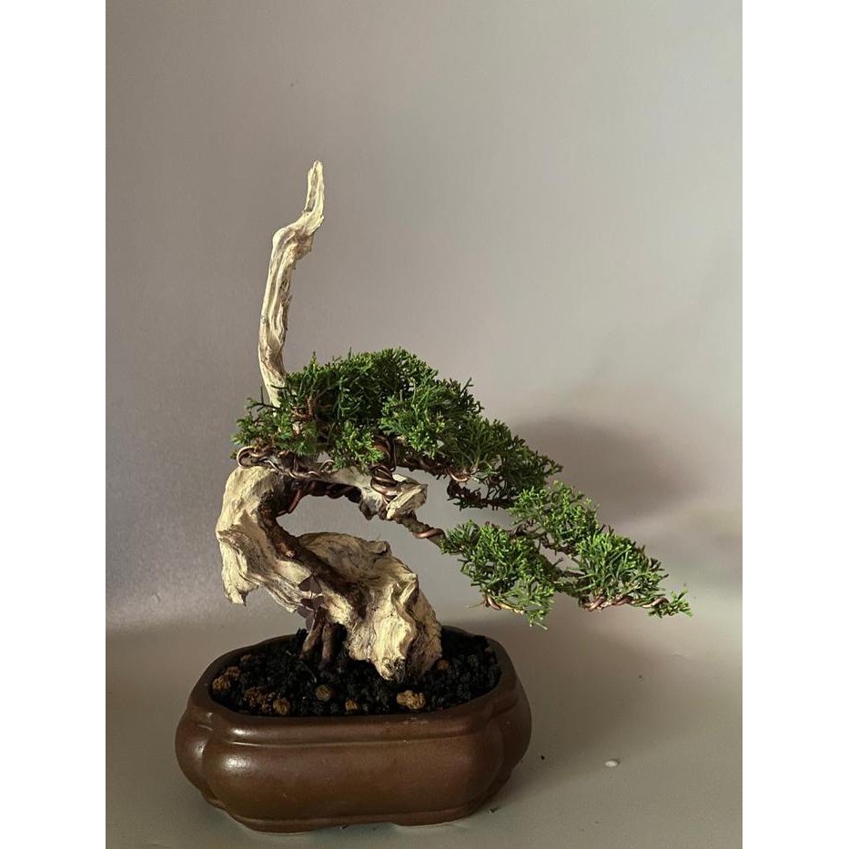 PREMIUM Bonsai cemara sargenti / juniperus itogawa tanuki