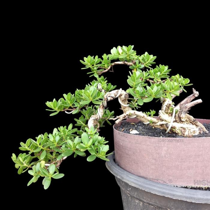 PREMIUM bonsai santigi karang on the rock