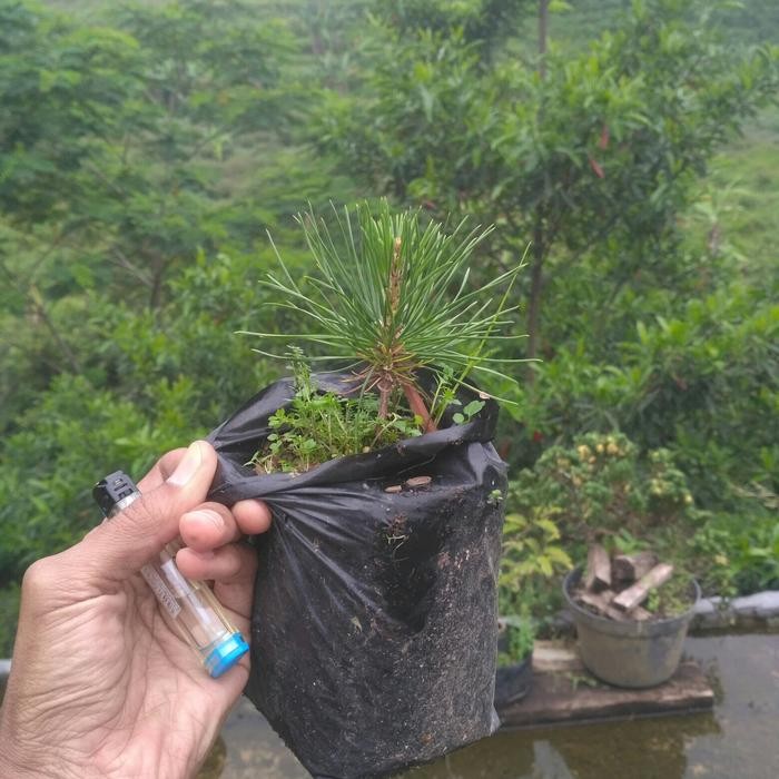 PREMIUM bahan bonsai black pine1