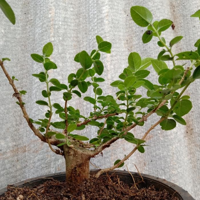 PREMIUM Bonsai Sancang mame / bonsai Sancang
