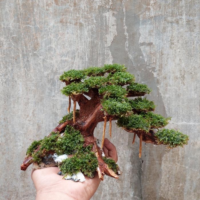 PREMIUM bonsai aquascape beringin mini