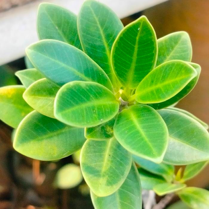 PREMIUM Bonsai Ficus Coreana bagus cantik subur