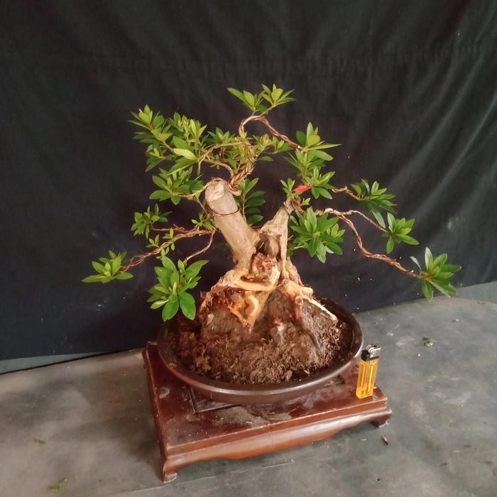 PREMIUM bonsai azalea bunga pink tua(bonggol besar.)
