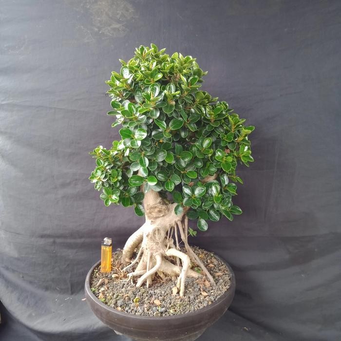 PREMIUM dolar mikro bahan bonsai..bonggol besar