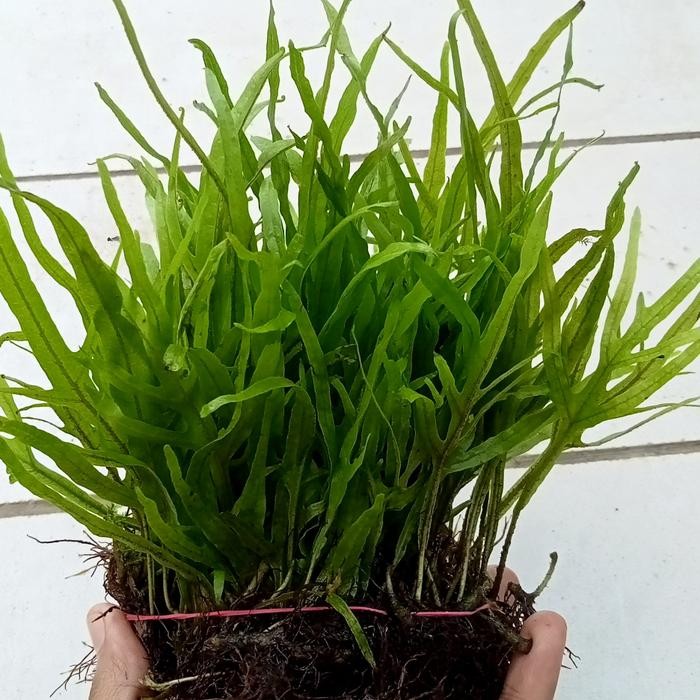 Pawretty- kadaka trident mini per satu ikat tanaman aquascape