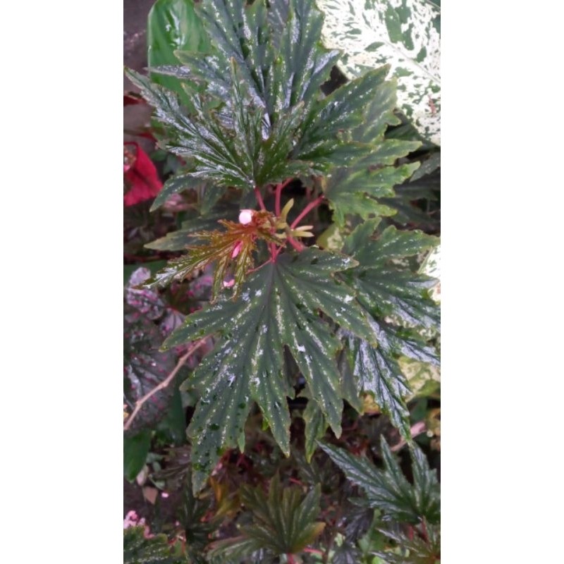 Begonia sp timika