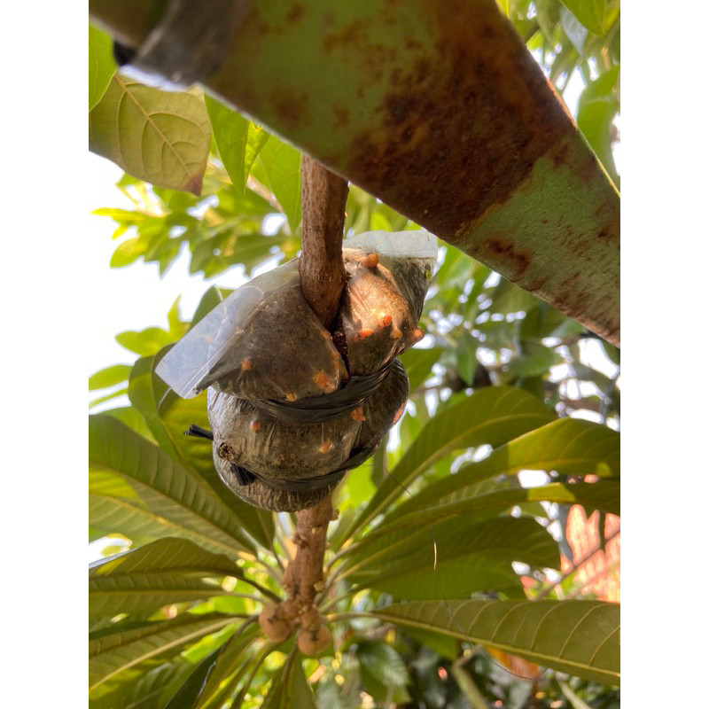 FC Mamey Sapote Magana