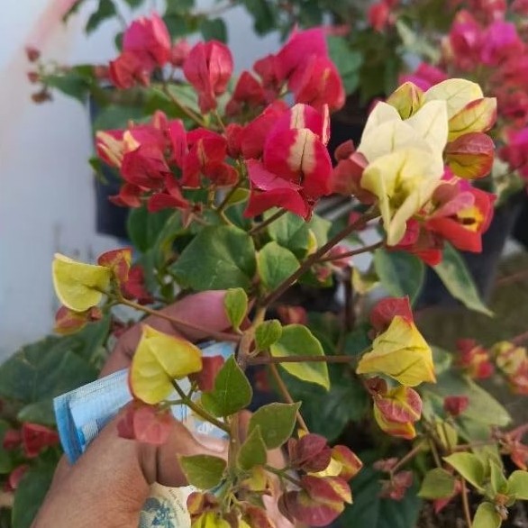 bougenville sufia batang ori