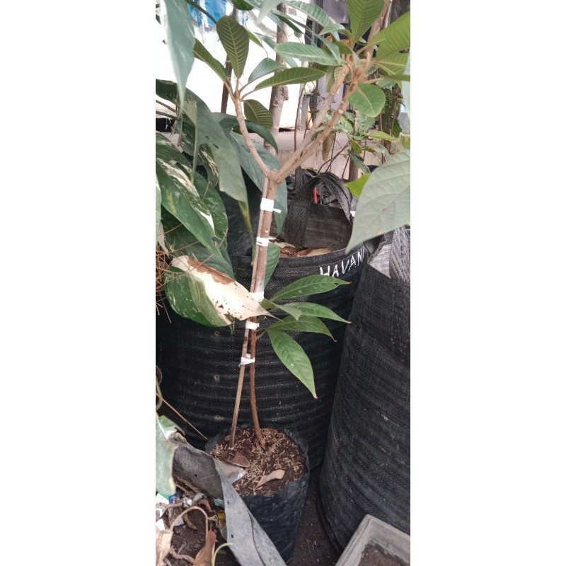 MAMEY SAPOTE MAGANA SAMBUNG SUSU