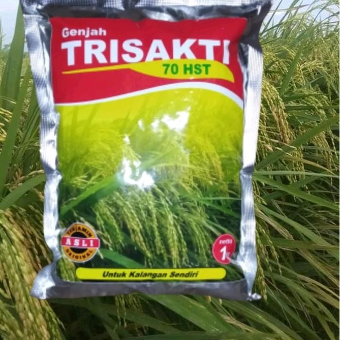 Benih Padi Trisakti tercepat panen