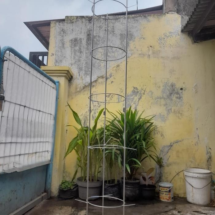 tiang rambatan anggur tinggi 2 meter