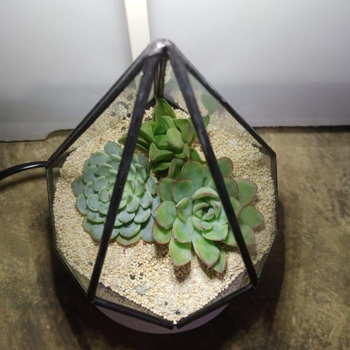 Piramidies - Terrarium Kaktus - Terarium - (DIY) KIT Terrarium