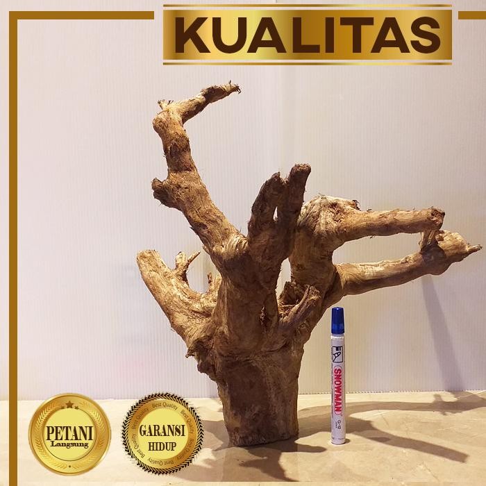 Kayu Aquascape Dahan Santigi XL Non Akar Hiasan Aquarium Tanaman Air