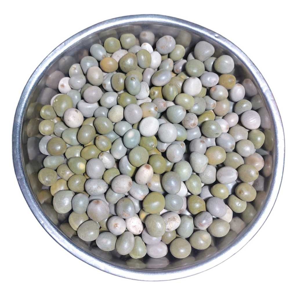 

Biji Gorek - Buah Kebiul - Kalaloyang - Biji Paring Batung