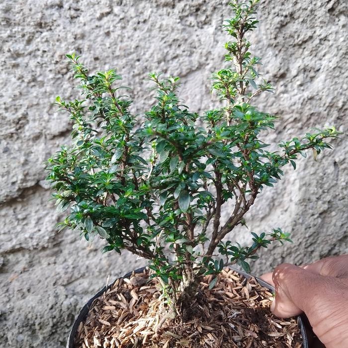 JTTOP" BONSAI SERIBU BINTANG MIKRO./JUAL BAHAN SERIBU BINTANG MIKRO ASLI.
