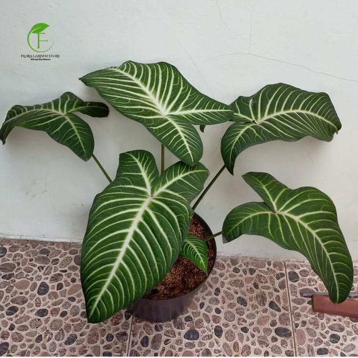 JTTOP" TANAMAN HIAS XANTHOSOMA LINDENI - ALOCASIA ANTASOMA LINDENI - ANTASOMA