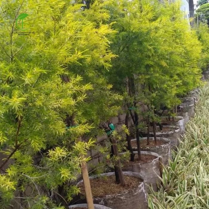 JTTOP" TANAMAN HIAS CEMARA MELALEUCA / CEMARA GOLDEN MELAIKA / CEMARA GOLDEN