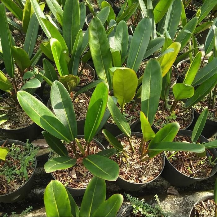 JTTOP" TANAMAN HIAS PHILODENDRON CALLOSUM - PHILODENDRON GOLOK - PHILODENDRON