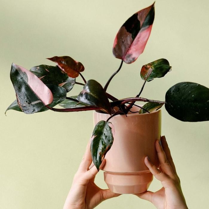 JTTOP" TANAMAN HIAS PHILODENDRON PINK PRINCESS - PHILODENDRON PINK PRINCESS