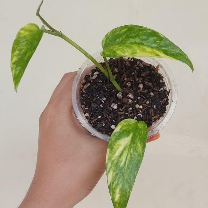 JTTOP" TANAMAN HIAS MONSTERA EPIPREMNUM KUJANG KUNING - EPIPREMNUM VARIGATA