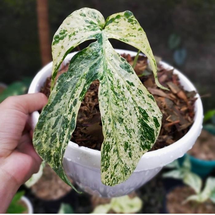 JTTOP" TANAMAN HIAS PHILODENDRON AMYDRIUM ZIPPELIANUM VARIGATA - AMYDRIUM VAR