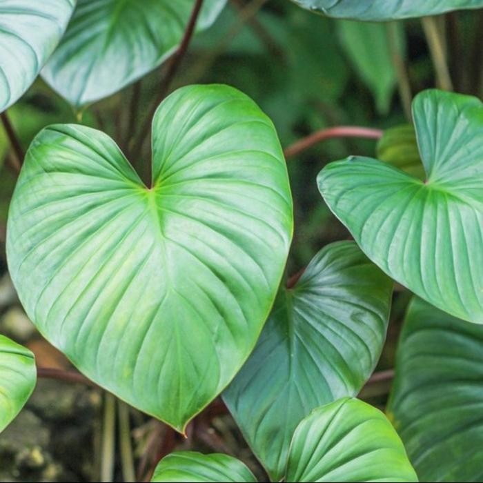 JTTOP" TANAMAN HIAS HOMALOMENA RUBESCENS - HOMALOMENA HIJAU - HOMALOMENA