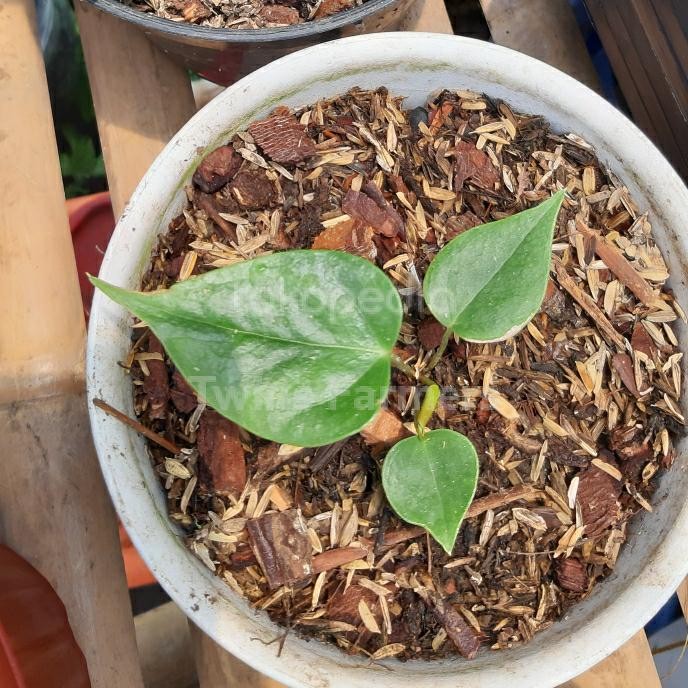 JTTOP" ANTHURIUM VEITCHII KING ORI