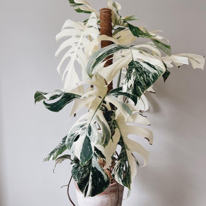Monstera King Variegata / Monstera Deliciosa varigata mewah
