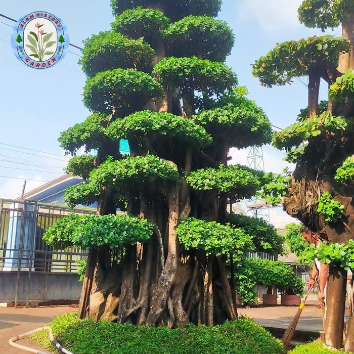 jual pohon beringin korea / bonsai beringin korea / bonsai beringin dolar fossil