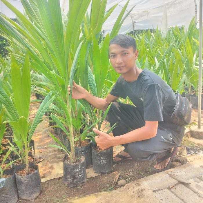 bibit kelapa kopyor kultur jaringan