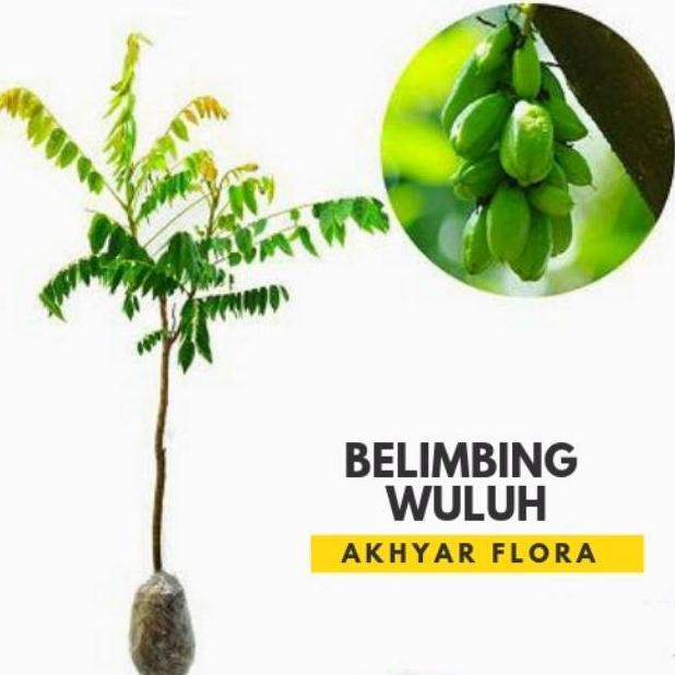 READY STOK Bibit Belimbing Wuluh Tanaman Buah Belimbing Wuluh Bibit Belimbing Sayur