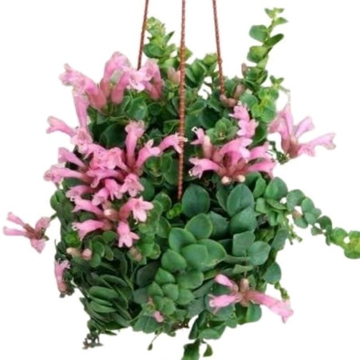 Tanaman Gantung Lipstik Pink / Lipstick Plant (Aeschynanthus Radicans)