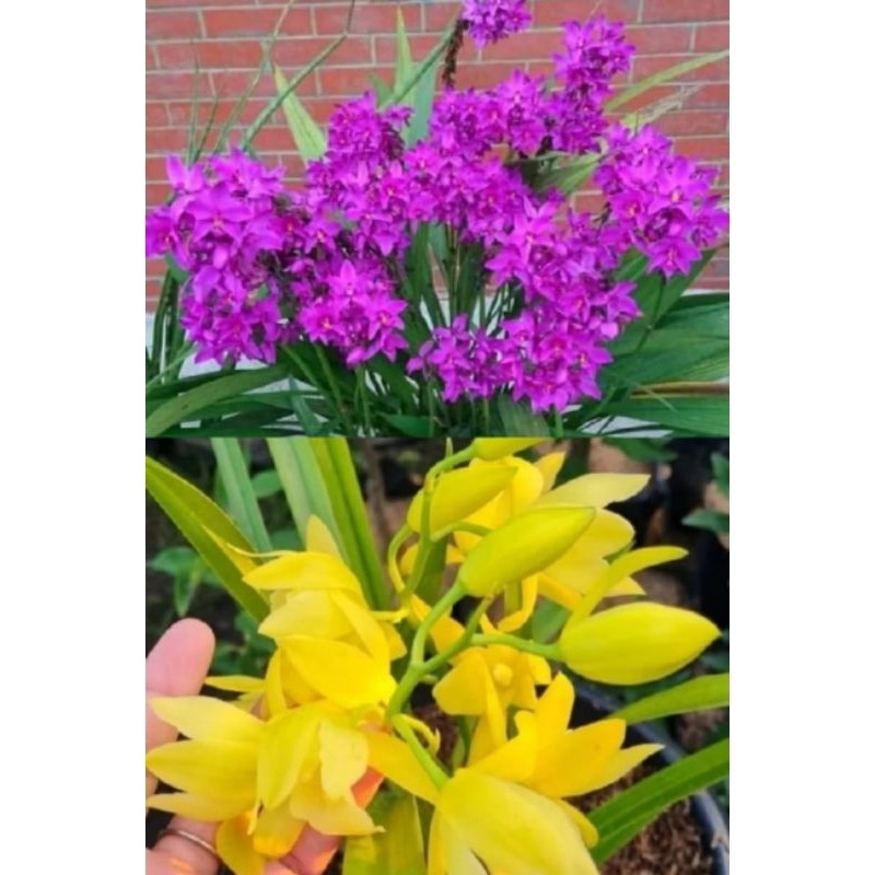 Tanaman Hias Bunga Anggrek Tanah Golden Boy Bunga kuning dan anggrek ungu