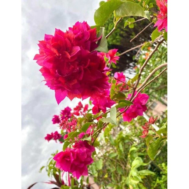 Bougenville Hawai merah fanta bunga Tumpuk ORIi