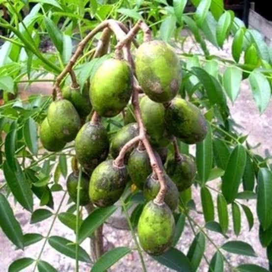 

Terlaris Jual Bibit Buah Kedongdong Mini Cangkok Dan Okulasi Unggulan