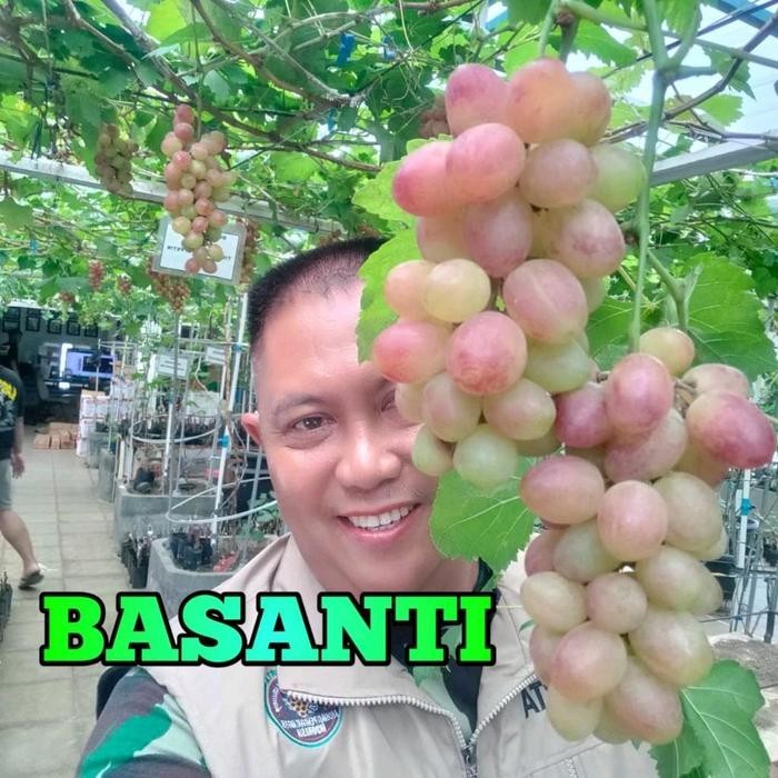 

Terlaris Bibit Anggur Import Basanti