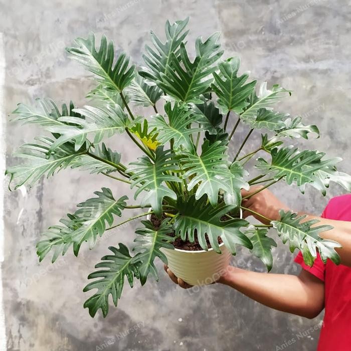

Terlaris Philodendron Xanadu Rimbun Bukan Bibit